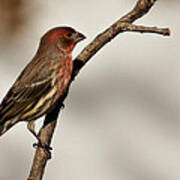 House Finch Poster