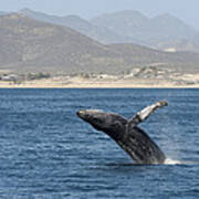 Humpback Whale Breaching Baja #1 Poster