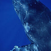 Humpback Whale Close Up Of Friendly #1 Poster