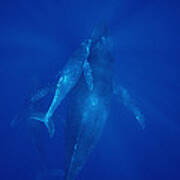 Humpback Whale Cow Calf And Male Escort Poster