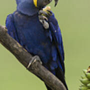 Hyacinth Macaw Eating Palm Nut Poster