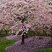 Japanese Cherry Tree #1 Poster