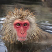 Japanese Macaque In Hot Spring #1 Poster