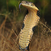 King Cobra Agumbe Rainforest India #1 Poster