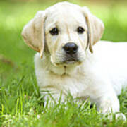 Labrador Puppy #1 Poster