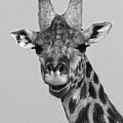 Laughing Giraffe #1 Poster