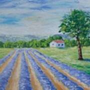 Lavender Field #1 Poster