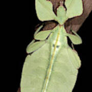 Leaf Insect #1 Poster