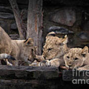 Lion Cubs #1 Poster