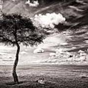 Lone Tree on the African Savannah Poster