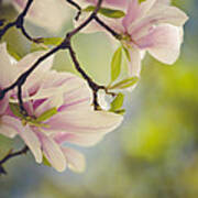 Magnolia Flowers Poster