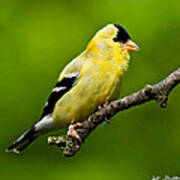 Male American Goldfinch Poster