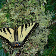 Male Canadian Tiger Swallowtail #1 Poster