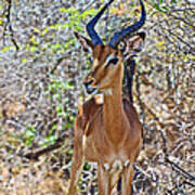 Male Impala In Kruger National Park-south Africa   #1 Poster