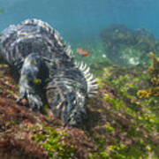 Marine Iguana Feeding On Algae Punta Poster