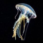 Mauve Stinger Jellyfish #1 Poster