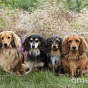 Miniature Long-haired Dachshunds #12 Poster