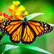 Monarch Butterfly #2 Poster