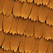 Monarch Butterfly Wing Scales Poster