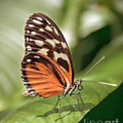 Orange Butterfly #1 Poster