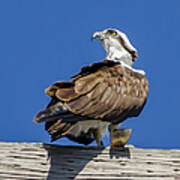 Osprey With Fish In Talons #2 Poster