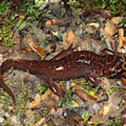 Pacific Giant Salamander #1 Poster