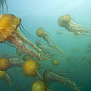 Pacific Sea Nettles Monterey Bay #1 Poster