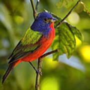 Painted Bunting #1 Poster