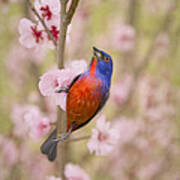 Painted Bunting In Spring #1 Poster