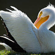 Pelican Preening #1 Poster