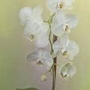 Phalaenopsis #1 Poster