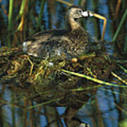 Pied-billed Grebe Nesting Texas #1 Poster