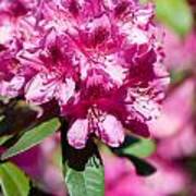 Rhododendron Or Azalea Bright Pink Flowers Poster