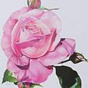 Pink Rose Poster