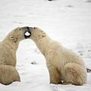 Polar Bears Play Fighting At Churchill #1 Poster