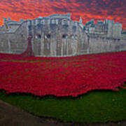 Poppies Tower Of London #1 Poster