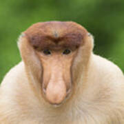 Proboscis Monkey Dominant Male Sabah Poster
