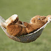 Rabbit In A Hammock #1 Poster