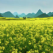 Rapeseed Flowers #1 Poster