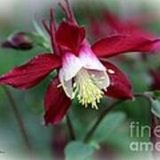 Red Columbine  #1 Poster