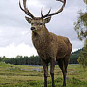 Red Deer Stag Poster