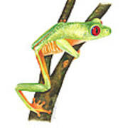 Red-eyed Treefrog #2 Poster