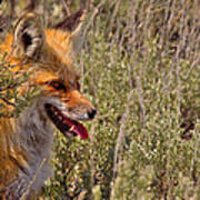 Red Fox In Sage #1 Poster