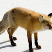 Red Fox Vulpes Vulpes In Snow #1 Poster