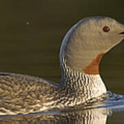 Red-throated Loon In Water Alaska #1 Poster