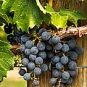 Red Wine Grapes #1 Poster