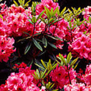Rhododendrons Plants In A Garden, Shore #1 Poster
