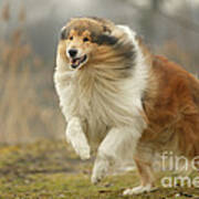 Rough Collie #2 Poster