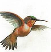 Rufous Hummingbird Poster