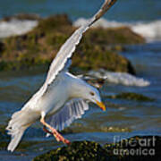 Seagull In Flight  #2 Poster